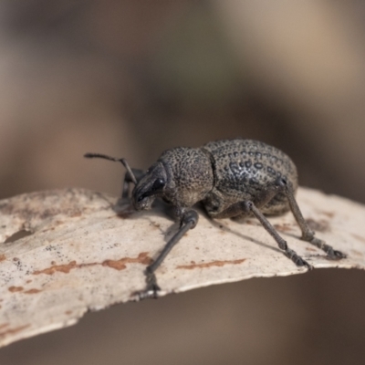 Unidentified Weevil (Curculionoidea) at Penrose, NSW - 14 Oct 2022 by Aussiegall