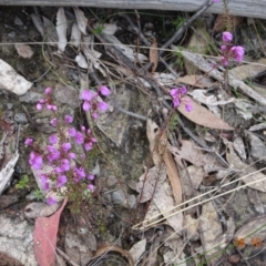 Tetratheca bauerifolia (Heath Pink-bells) at Paddys River, ACT - 17 Oct 2022 by GirtsO