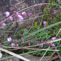 Tetratheca bauerifolia at Paddys River, ACT - 18 Oct 2022