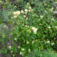 Pomaderris betulina subsp. actensis (Canberra Pomaderris) at Paddys River, ACT - 18 Oct 2022 by GirtsO