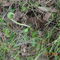 Pterostylis nutans (Nodding Greenhood) at Paddys River, ACT - 18 Oct 2022 by GirtsO