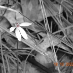 Caladenia carnea (Pink Fingers) at Paddys River, ACT - 18 Oct 2022 by GirtsO