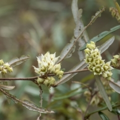 Lasiopetalum parviflorum at Penrose, NSW by Aussiegall