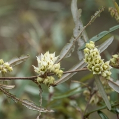 Lasiopetalum parviflorum at Penrose, NSW - 11 Oct 2022 by Aussiegall