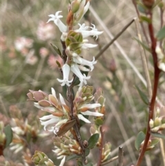 Brachyloma daphnoides (Daphne Heath) at Pomaderris Nature Reserve - 17 Oct 2022 by JaneR