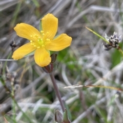 Hypericum gramineum (Small St Johns Wort) at Pomaderris Nature Reserve - 17 Oct 2022 by JaneR