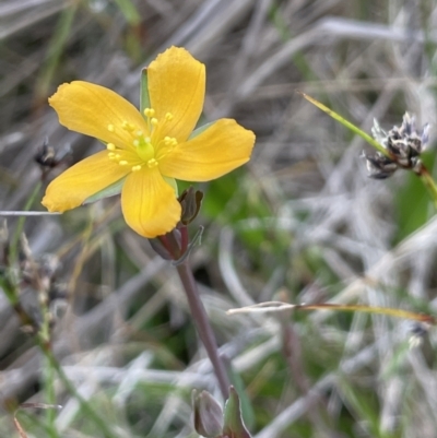 Hypericum gramineum (Small St Johns Wort) at Pomaderris Nature Reserve - 17 Oct 2022 by JaneR