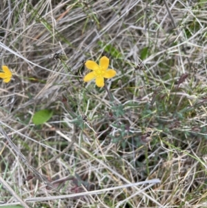 Hypericum gramineum at Gundary, NSW - 17 Oct 2022