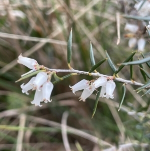 Lissanthe strigosa subsp. subulata at Gundary, NSW - 17 Oct 2022