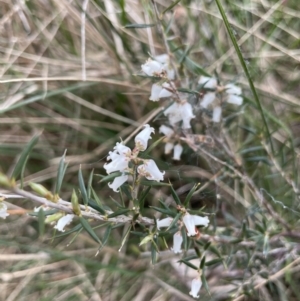 Lissanthe strigosa subsp. subulata at Gundary, NSW - 17 Oct 2022