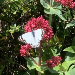 Belenois java at Penrose, NSW - 16 Oct 2022