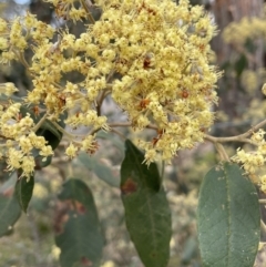 Pomaderris intermedia (Golden Pomaderris) at Pomaderris Nature Reserve - 17 Oct 2022 by JaneR