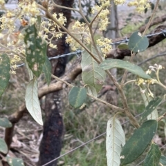 Pomaderris intermedia at Gundary, NSW - 17 Oct 2022