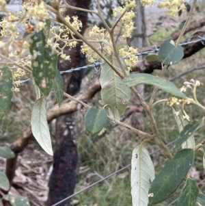 Pomaderris intermedia at Gundary, NSW - 17 Oct 2022