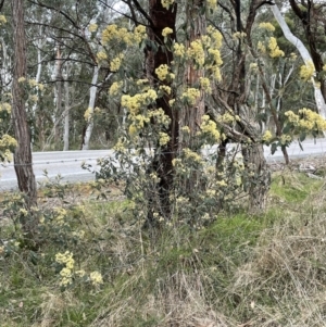 Pomaderris intermedia at Gundary, NSW - 17 Oct 2022