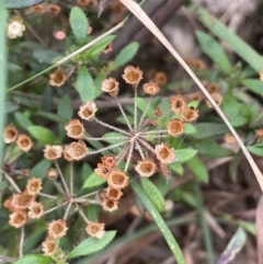 Pomax umbellata (A Pomax) at Pomaderris Nature Reserve - 17 Oct 2022 by JaneR