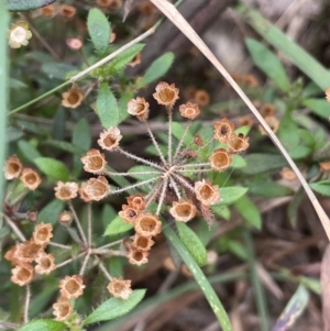 Pomax umbellata at Gundary, NSW - 17 Oct 2022