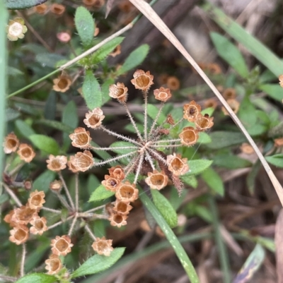 Pomax umbellata (A Pomax) at Gundary, NSW - 17 Oct 2022 by JaneR