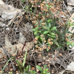 Pomax umbellata at Gundary, NSW - 17 Oct 2022