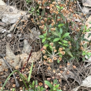 Pomax umbellata at Gundary, NSW - 17 Oct 2022