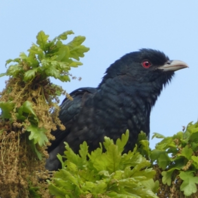 Eudynamys orientalis (Pacific Koel) at Jerrabomberra, NSW - 19 Oct 2022 by SteveBorkowskis