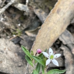 Rhytidosporum procumbens (White Marianth) at Gundary, NSW - 17 Oct 2022 by JaneR