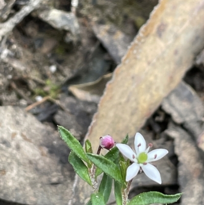 Rhytidosporum procumbens (White Marianth) at Pomaderris Nature Reserve - 17 Oct 2022 by JaneR