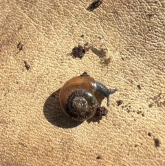 Oxychilus alliarius (Garlic Snail) at Murrumbateman, NSW - 18 Oct 2022 by SimoneC