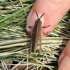 Goniaea australasiae (Gumleaf grasshopper) at Carwoola, NSW - 15 Oct 2022 by KMcCue