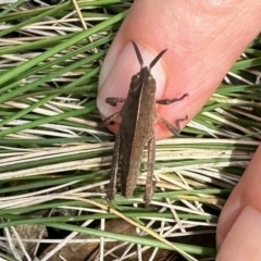 Goniaea australasiae (Gumleaf grasshopper) at Stony Creek Nature Reserve - 14 Oct 2022 by KMcCue