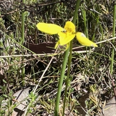 Diuris chryseopsis (Golden Moth) at QPRC LGA - 15 Oct 2022 by KMcCue