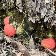 Tubifera ferruginosa (Raspberry Slime) at QPRC LGA - 15 Oct 2022 by KMcCue