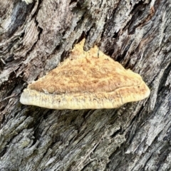 Truncospora ochroleuca at Carwoola, NSW - 15 Oct 2022 11:17 AM