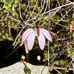 Caladenia fuscata at Carwoola, NSW - 15 Oct 2022