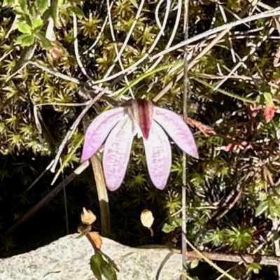 Caladenia fuscata (Dusky Fingers) at QPRC LGA - 15 Oct 2022 by KMcCue