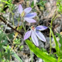 Caladenia carnea (Pink Fingers) at Carwoola, NSW - 15 Oct 2022 by KMcCue