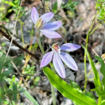 Caladenia carnea (Pink Fingers) at QPRC LGA - 15 Oct 2022 by KMcCue