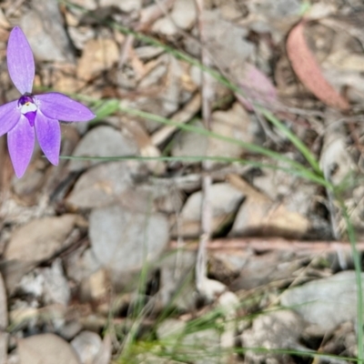 Glossodia major (Wax Lip Orchid) at QPRC LGA - 15 Oct 2022 by KMcCue