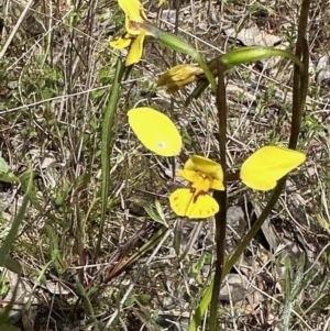 Diuris sp. (hybrid) at Carwoola, NSW - suppressed