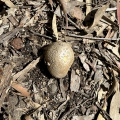 Amanita sp. (Amanita sp.) at Carwoola, NSW - 15 Oct 2022 by KMcCue