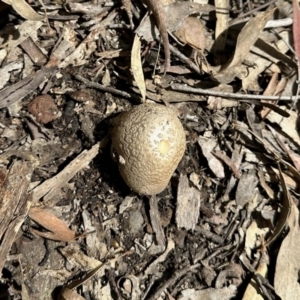 Amanita sp. at Carwoola, NSW - 15 Oct 2022 01:41 PM