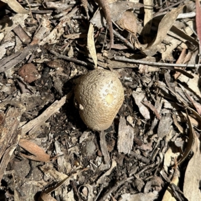 Amanita sp. (Amanita sp.) at QPRC LGA - 15 Oct 2022 by KMcCue