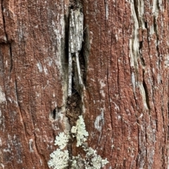 Clania ignobilis (Faggot Case Moth) at Carwoola, NSW - 15 Oct 2022 by KMcCue