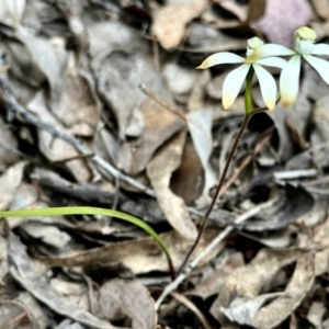 Caladenia ustulata at Carwoola, NSW - suppressed