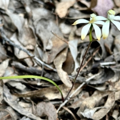 Caladenia ustulata (Brown Caps) at Carwoola, NSW - 15 Oct 2022 by KMcCue