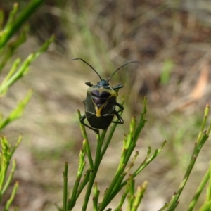 Commius elegans at Jerrabomberra, ACT - 19 Oct 2022