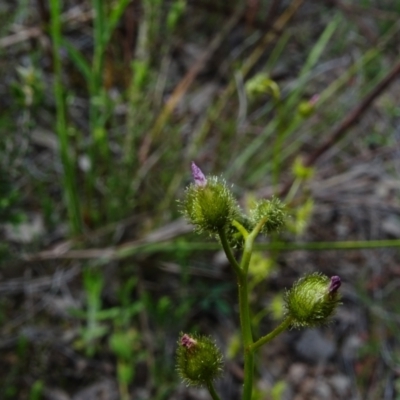 Drosera gunniana (Pale Sundew) at Jerrabomberra, ACT - 19 Oct 2022 by Mike