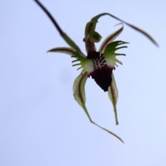 Caladenia atrovespa (Green-comb Spider Orchid) at Jerrabomberra, ACT - 19 Oct 2022 by Mike