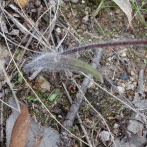 Caladenia atrovespa at Jerrabomberra, ACT - 19 Oct 2022