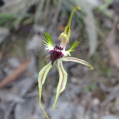 Caladenia atrovespa at Jerrabomberra, ACT - 19 Oct 2022